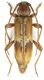 Trichoferus pallidus_Francia_female 025.jpg