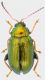 aurata-25-II-2011-foenf.jpg