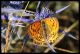 Lycaena alciphron.jpg
