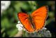 Lycaena virgaurea 0 1 2.jpg