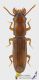 Prostomis_mandibularis_s.jpg
