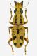 Anthribidae ingr (2).jpg