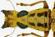 tn_Anthribidae - Copia.jpg