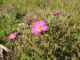 Cistus-creticus.JPG