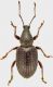 Otiorhynchus-8.jpg