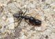 camponotus vagus aiuto.JPG