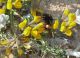 bombo fiore giallo.JPG