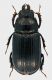 Ceruchus_chrysomelinus_Venanson_VI-2009_F16mm.jpg