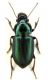 Harpalus affinis 1 - lg. 10 mm. Lido di Venezia - Loc.Alberoni - 20-II-2011.jpg
