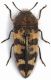 Acmaoedera sp.2 - lg. 8.5 mm. - USA - Utah - Utah County - Pine Canyon - Bridal Verl Falls - 05-VI-2010.jpg