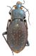 Carabus hortensis.jpg