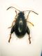 q Alticino 01 2.4mm.JPG