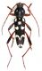 Isotomus speciosus_Sozopol_2009 002.jpg