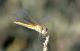 Sympetrum fonscolombii 3.jpg