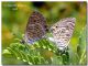 Leptotes pirithous_Foce Modione_1 VIII 2009.jpg