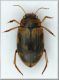 Dytiscidino Tertenia.jpg
