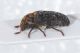 Dermestes61.JPG