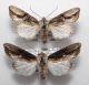 Egira conspicillaris.JPG