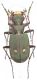 Cicindela-campestris-male-x-web.jpg