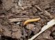 larva elateride.JPG
