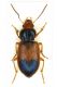 Diachromus germanus Lg. 9 mm.- Lido di Venezia - Loc. Alberoni - 10-II-2011.jpg
