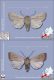 Mythimna_Sablia_sicula_clido.jpg