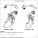 2002_90_95_tenHolt_male_genitals_FEI_clido.jpg