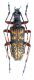 Evodinus clathratus_Romania Petrosani 019_1.jpg