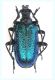 Gaurotes (Carilia) virginea_female_Romania Petrosani 021.jpg