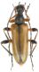 Pidonia lurida_Romania Petrosani 002.jpg