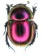 Geotrupidae Bulgaria_Sozopol 2009 023.jpg