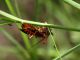 Cineto_23-VII-2009_OL05.JPG