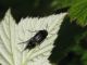 Z-1049 - F035.75 - Liscione due e poco altro...   - 20 MAG 2009 018.jpg