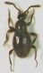 Scydmaenidae_Paliano_26-I-2011_1,8mm.jpg