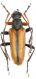 Cortodera flavimana_male_light form_4Bulgaria_Vladaja_ 003.jpg