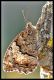 Hipparchia fagi  781 1.jpg