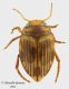 Oreodytes_rivalis_piccolo.jpg