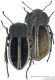 Betasida-argenteolimbata.jpg