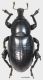 Curcul.Liparus sp. (JK2010-G23)2a.jpg