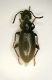 b anthicus 1b 3.2mm.JPG