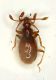 b Tychobit.2 1.2mm.JPG