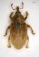 b curculio1 4mm.JPG