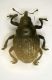 b curculio2 3mm.JPG