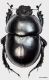 Thorectes brullei brullei (Jekel, 1866) (JK2010-G19)a.jpg