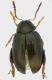 psyloides-emilia-s-leo-28-VI-2010.jpg