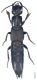 globulifer (Fourcroy, 1785).jpg