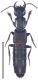 melanarius (Heer, 1839).jpg