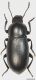 Tenebrionidae sp.2 Turkey,Belen,30V1996 4_3.jpg