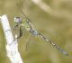 Orthetrum trinacria 01.jpg