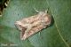 Luperina_dumerilii_3546.jpg